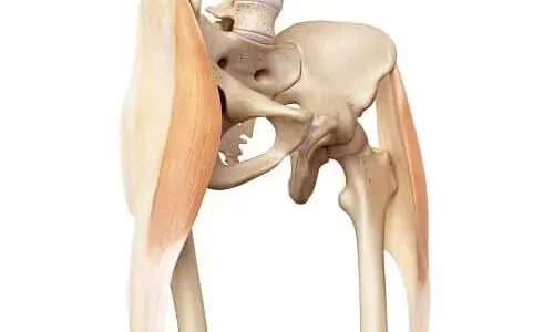 Anatomi billede Tensor-fascie-latae