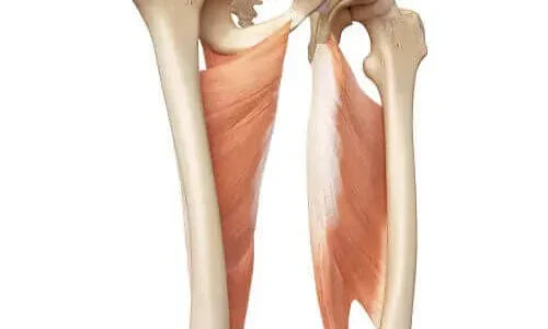 Anatomi billede adductor-magnus
